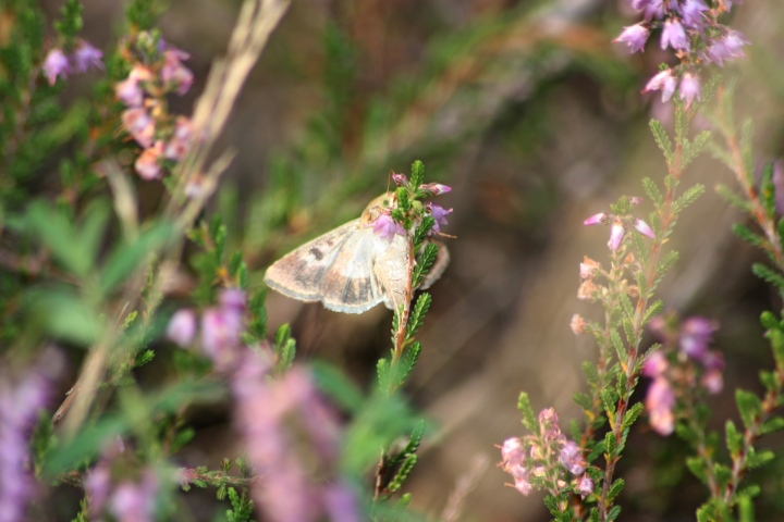 Helicoverpa armigera